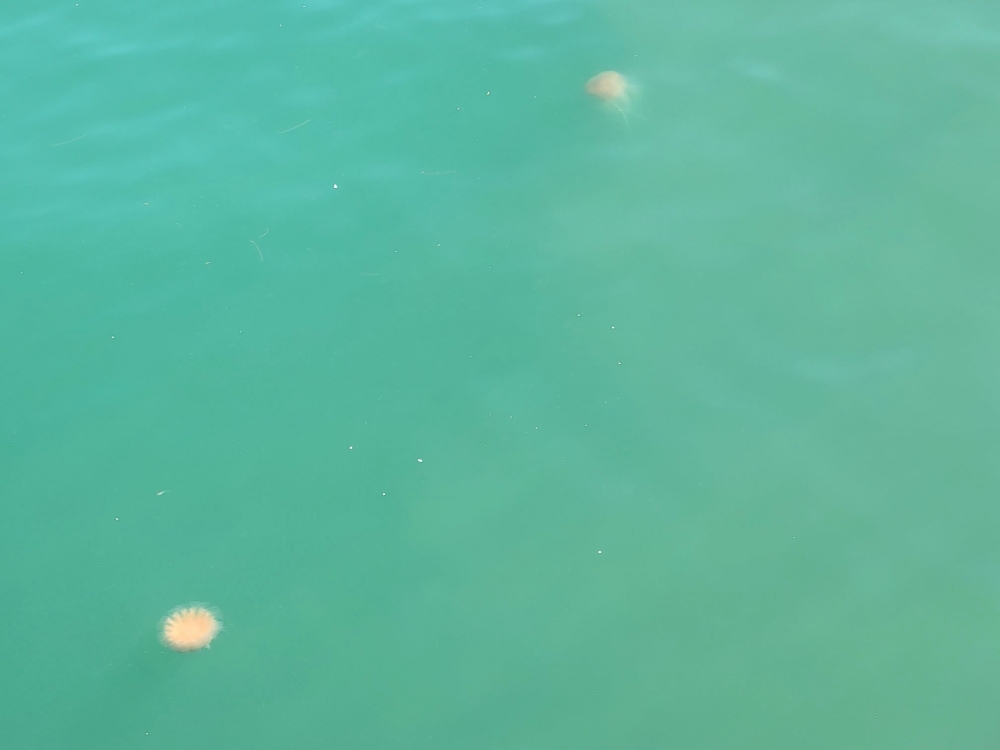 坪洲大利島的海域可以見到水母。
