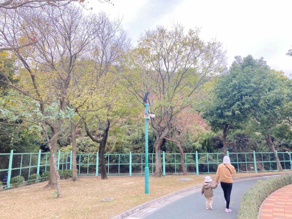賞楓好去處之佐敦谷公園,漫步欣賞楓葉美景。