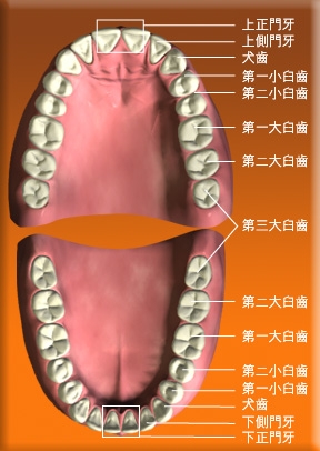 換牙次序列表。