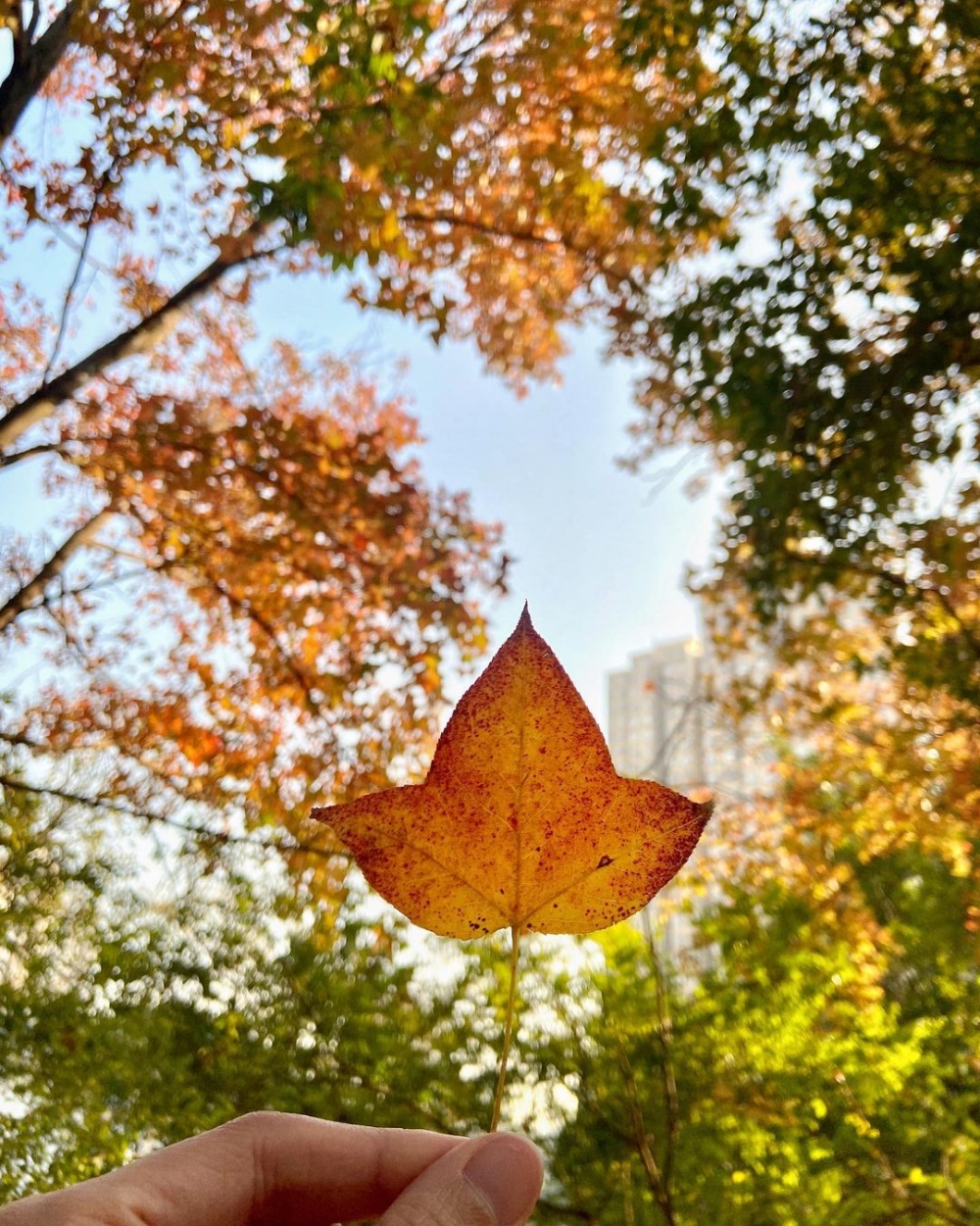 賞楓好去處之青衣公園,湖邊成排的茂密落羽杉和水松樹隨風搖曳。