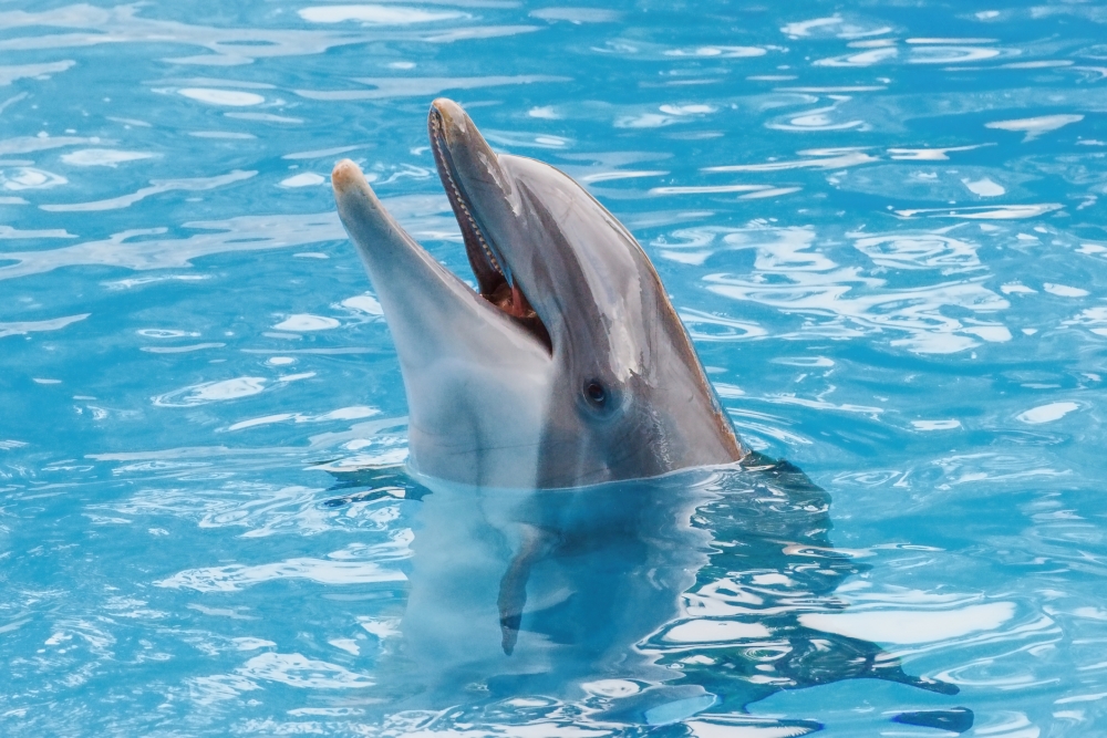 樓主表示認識有人叫「Dolphin」,網民笑言腦海中立即有對方說話會出現海豚音的畫面。