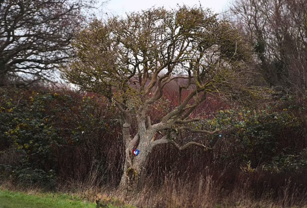 Kate因抗議政府在郊野公園興建公路,而與「丈夫」結緣。