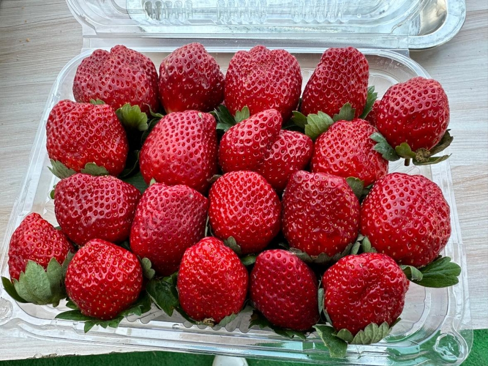 開心花園農莊2023年的士多啤梨已經開始收成。