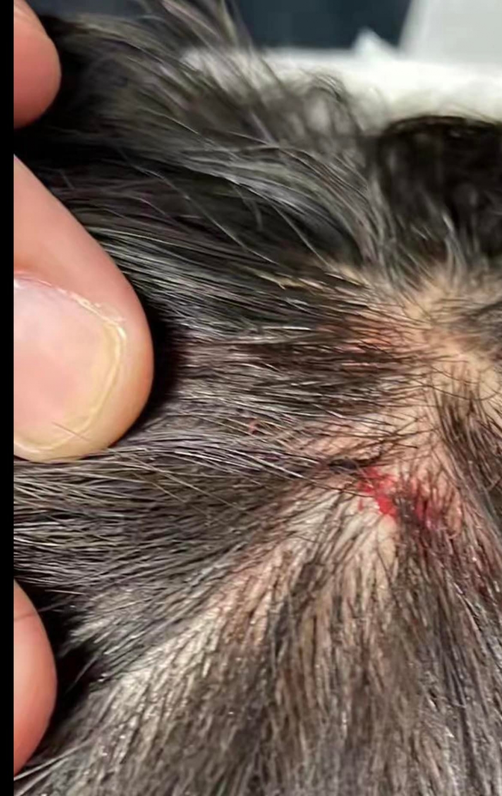 受害者的頭部有明顯傷痕。