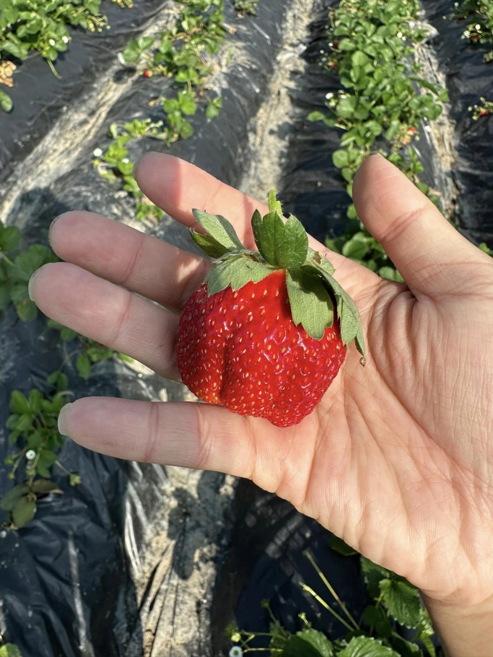 超大顆的士多啤梨！