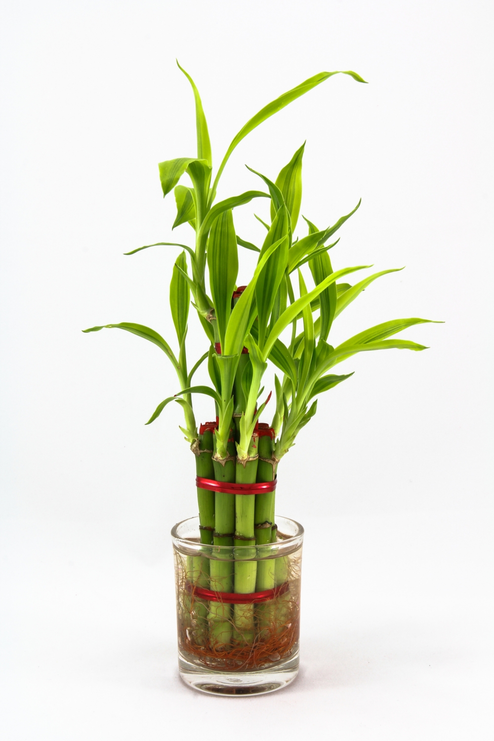 4枝富貴竹可趨旺文昌位。