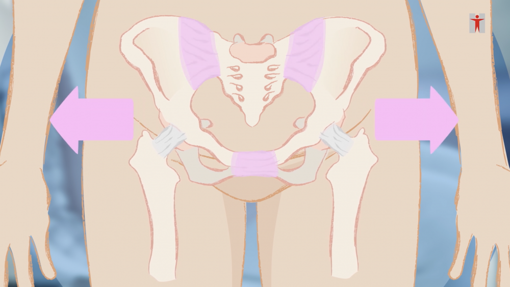 恥骨位於骨盆腔的前端，是指靠近生殖器位置的兩片骨頭，中間由「恥骨聯合」連結。