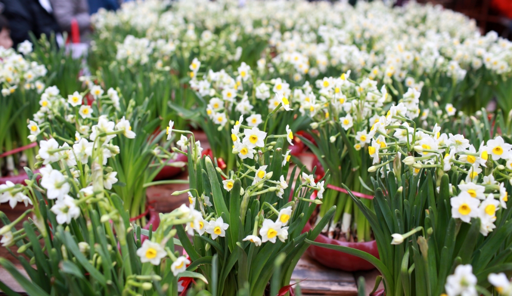 醫院管理局「香港有毒植物圖鑑」指水仙含有毒成份。
