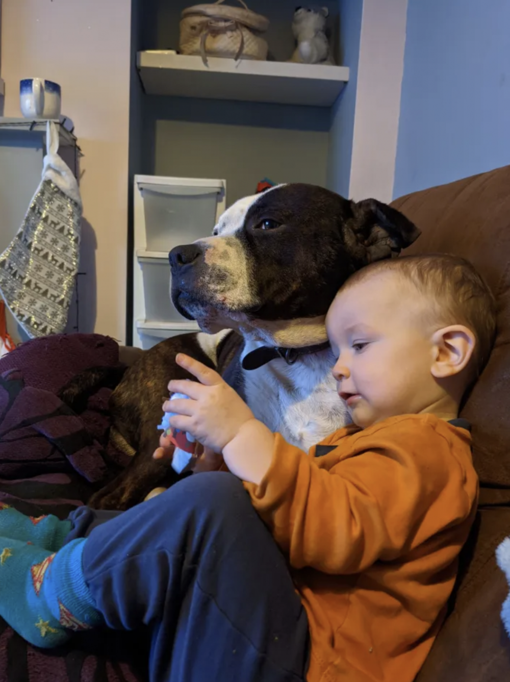 英國一個2歲男孩,早前遭到家中飼養8年的斯塔福郡鬥牛㹴(Staffordshire Bull Terrier)襲擊。