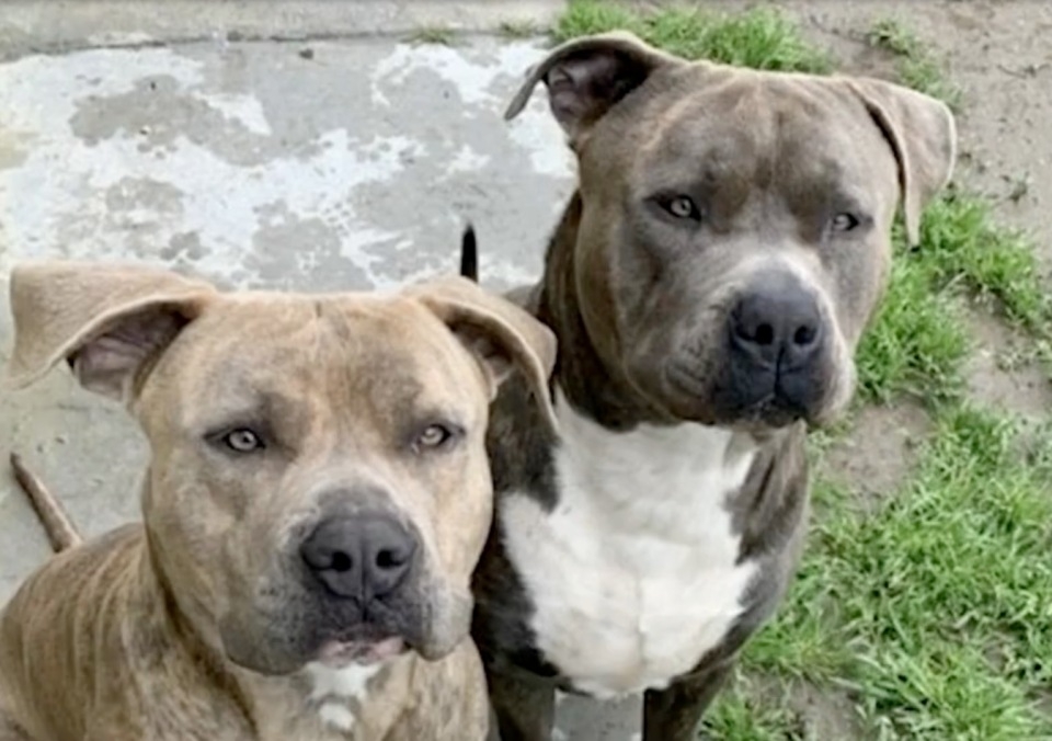 兩隻比特犬自幼被養在事主家,從來沒有攻擊性行為。