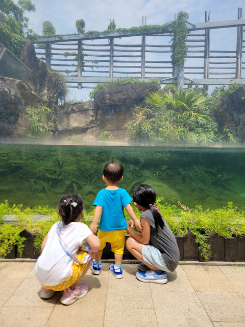 認識小灣鱷
