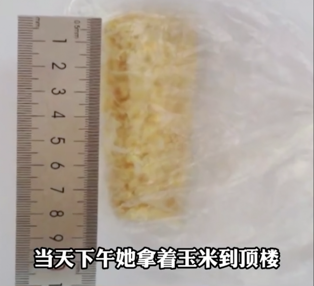 圖為被拋下樓的粟米。