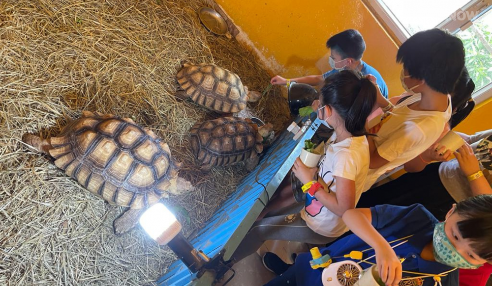 小朋友可近距離觀看溫馴的小動物