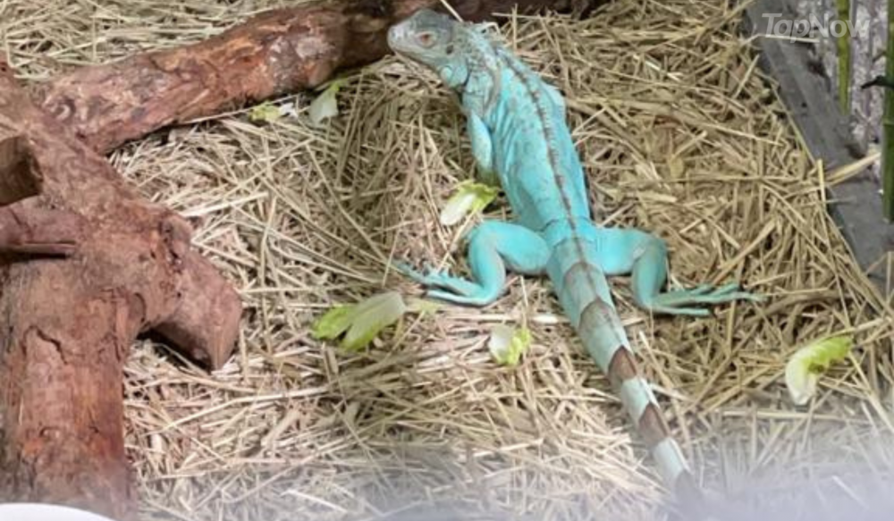 你夠唔夠膽餵呢?