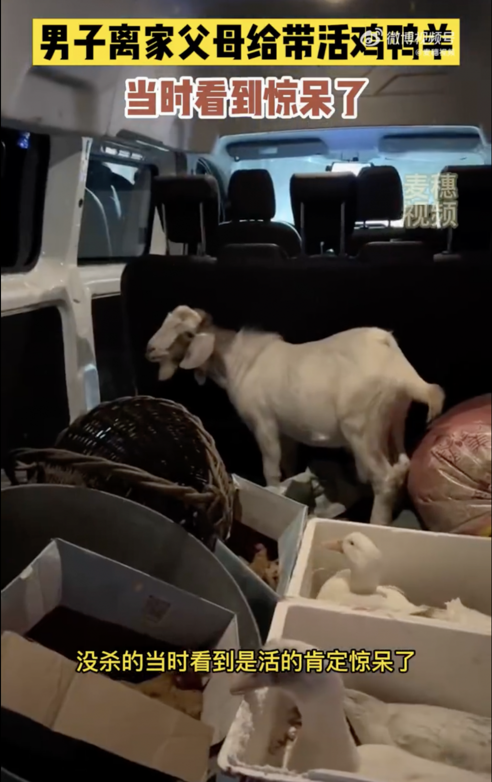 父母愛子心切，特意準備新鮮牲口讓兒子帶回家。