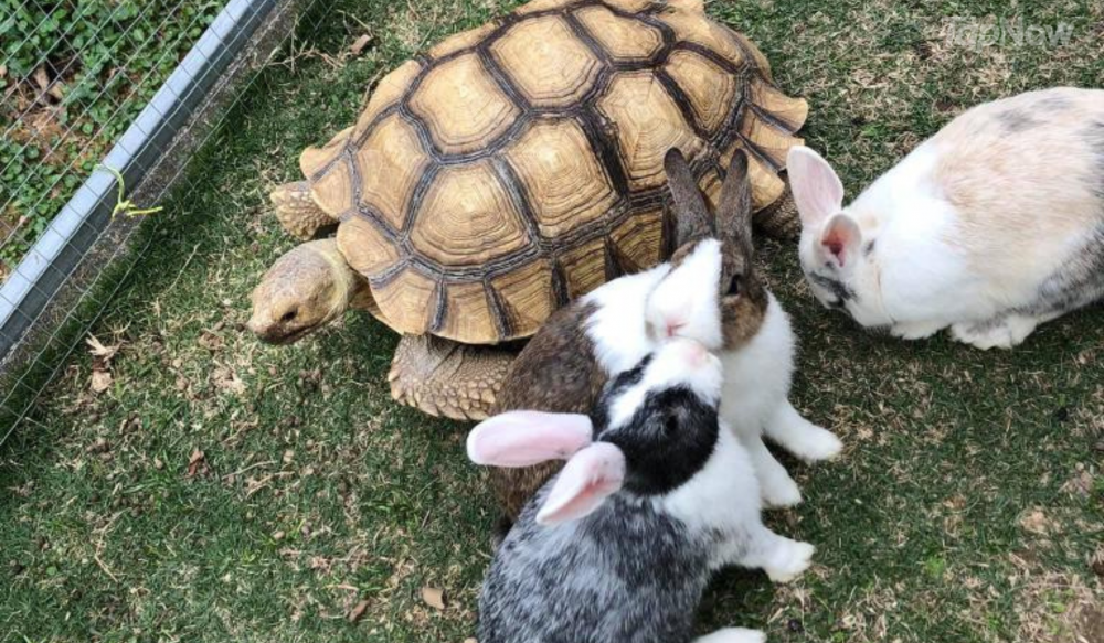 方案包括2份小動物飼料，可親身體驗餵飼小兔、陸龜、蜥蜴等