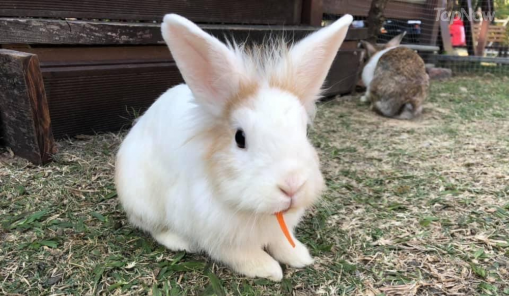 話明小白兔農莊，緊係有可愛小白兔