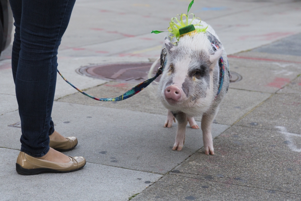 新娘的母親有一隻寵物豬，對牠寵愛有加。（示意图）