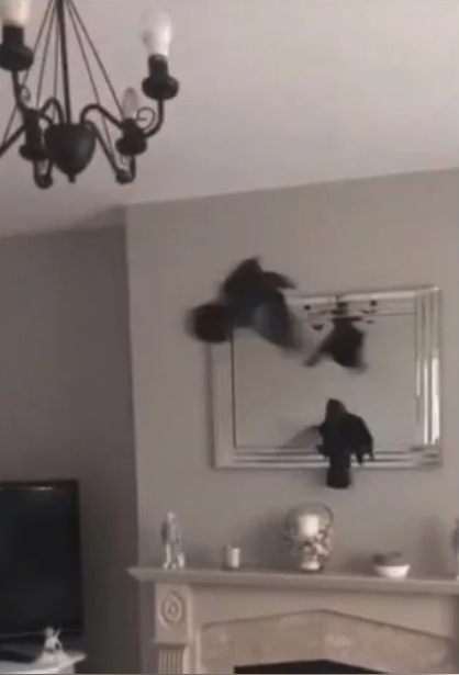 老公所預備的2隻烏鴉在屋內亂飛。