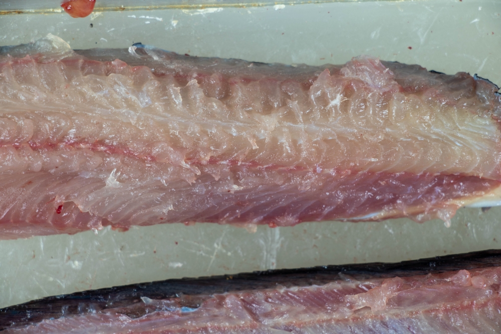 魚膽中含有劇毒的膽汁毒素