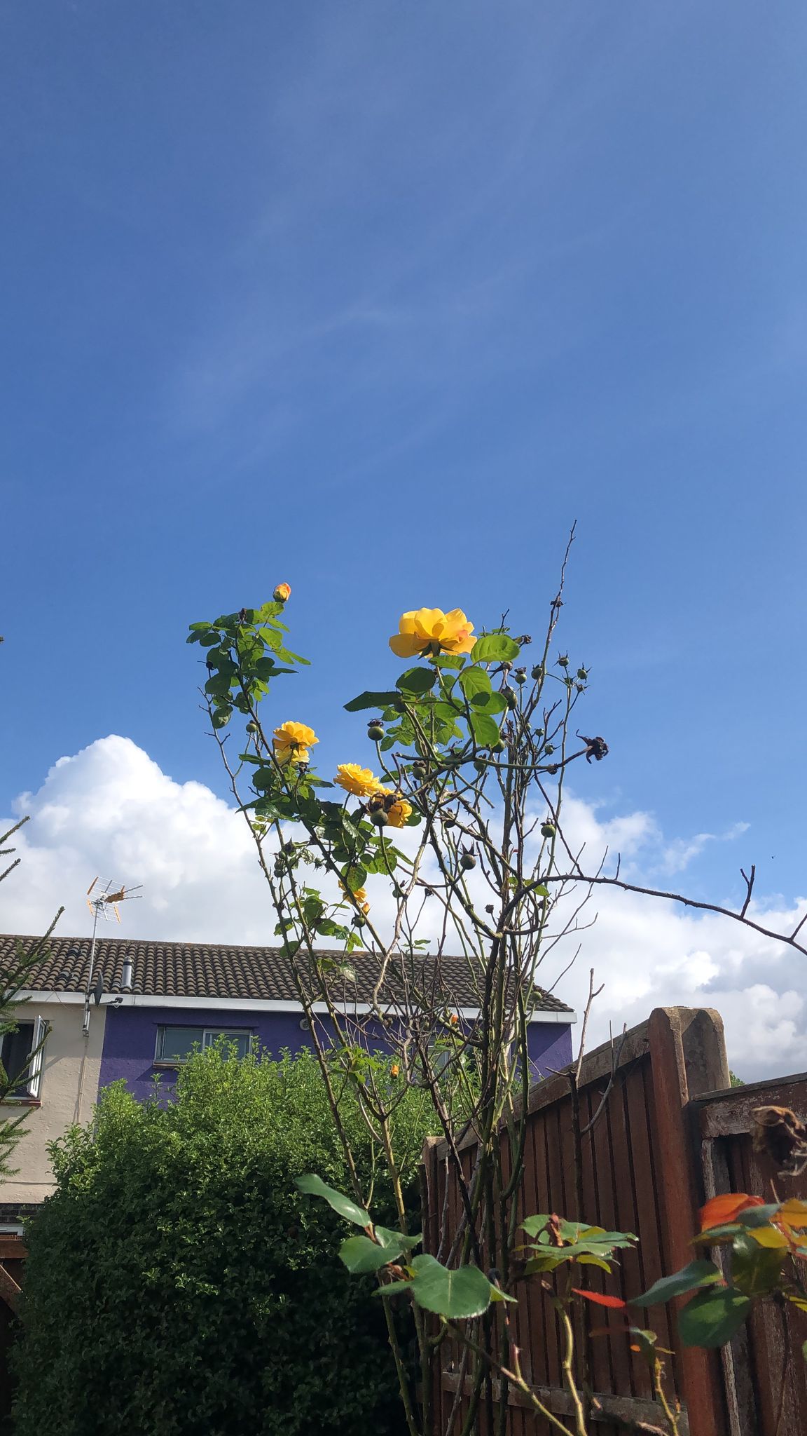 有天突然有事，要回香港10天，大囡好唔開心，不停要我改機票，想我縮短行程。佢面向窗外後花園眼望遠方的黃玫瑰幽幽地說：「你又扔低我了。」孩子即使長大，有些記憶和影響是永遠。所以，我經常提醒自己要留意。
