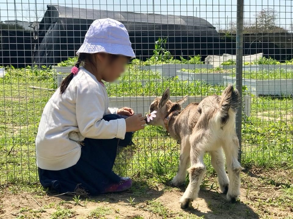 迷你農場有小白兔、山羊、陸龜等