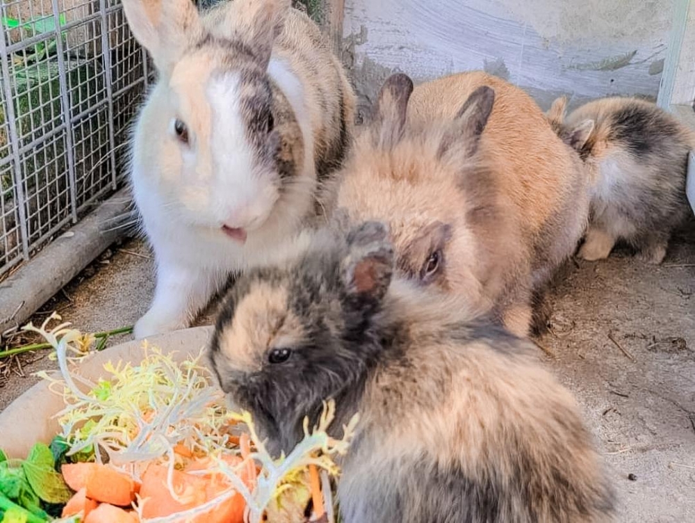 可以同可愛的小兔玩耍