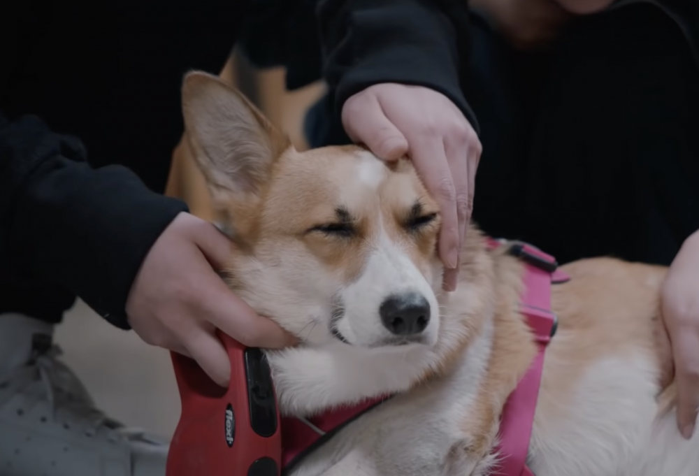 網民表示自己父母離婚時都沒有爭奪他的撫養權,簡直羨慕狗狗!