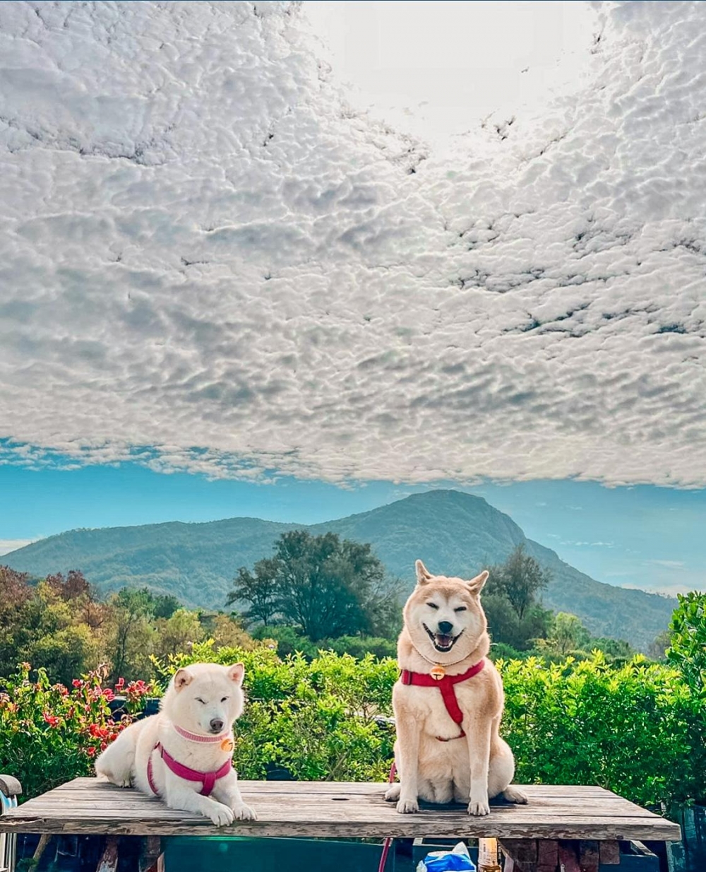 寵物都可以一齊來玩