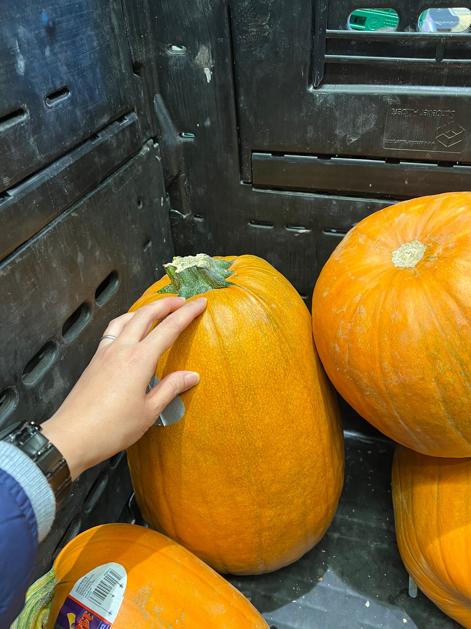 和朋友一起去逛超市,看到跟初生BB一樣大的南瓜,都只是£2.99,打算買回去分來吃。有小朋友經過我們的手推車看到大南瓜說:「這是一個非常好的南瓜。」想到有人可以用這大南瓜做裝飾,便把它放回貨架,改買一個較小的。