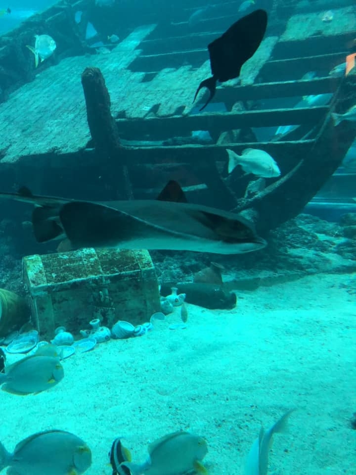 魟魚可用作燒烤用。