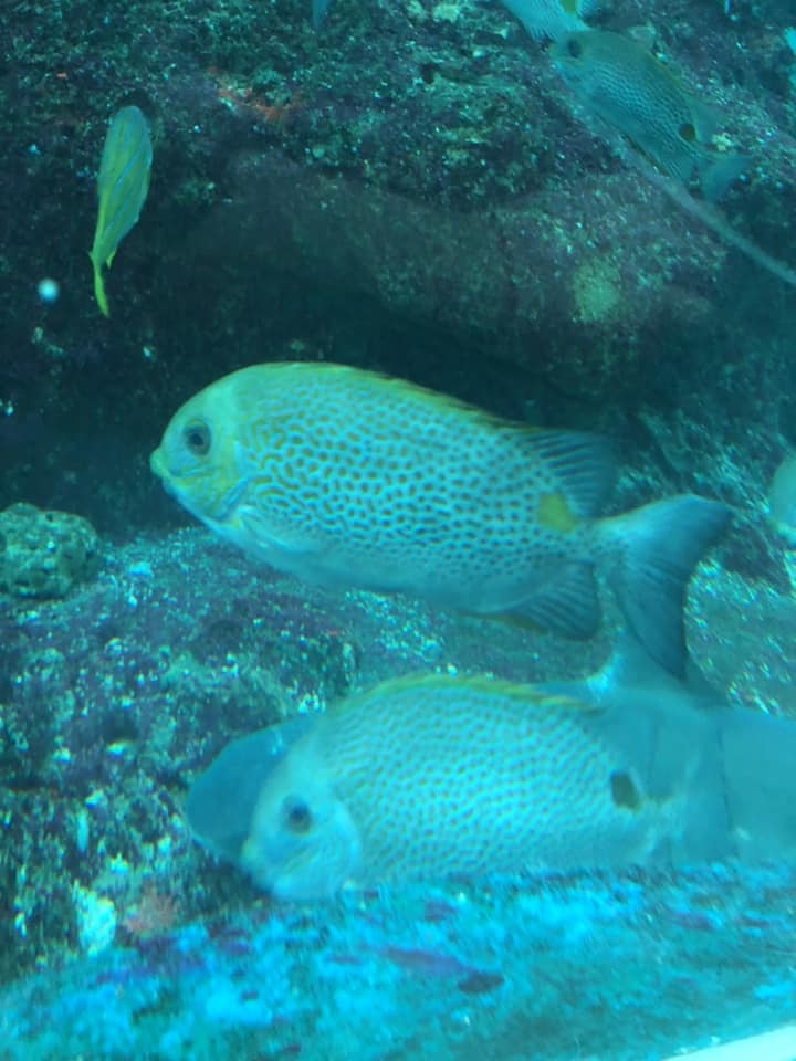 條紋褐籃子魚非常受廣東人歡迎。