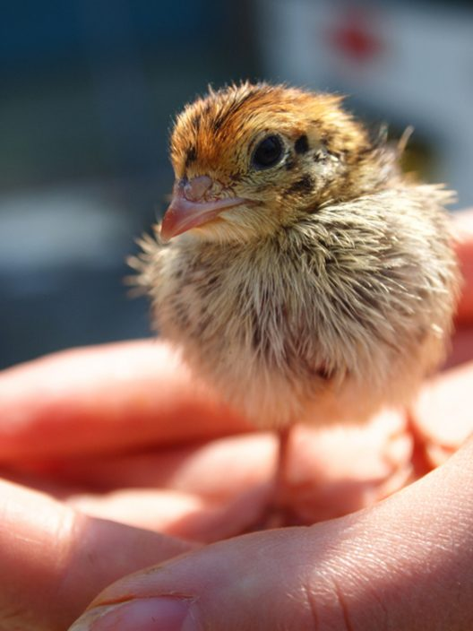 超市所賣的蛋的孵化概率，從100分之1到20分之1都有