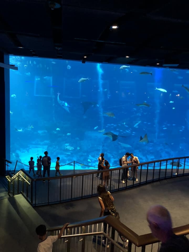 水族館很大魚類很多,看起來更非常「新鮮」。