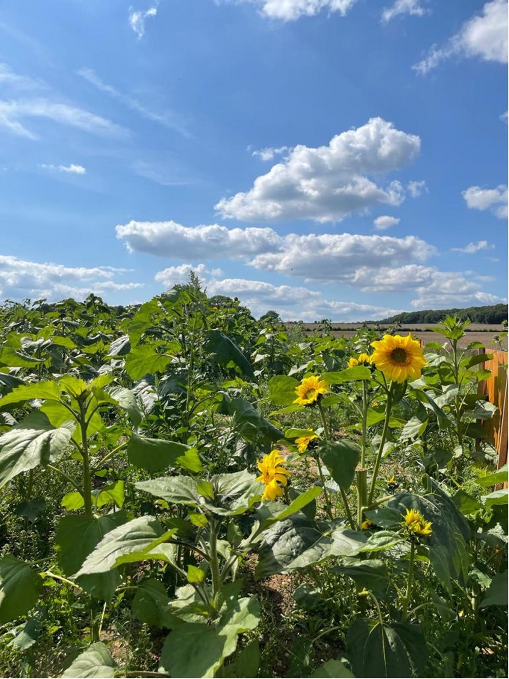 哥哥鏡頭下的太陽花和晴空，在UK好天氣不常有，有便要及時捕捉。