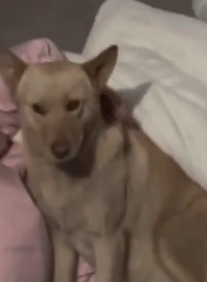 外婆養的小狗寸步不離，守在孫女身邊不肯走，就像是幫她取暖。