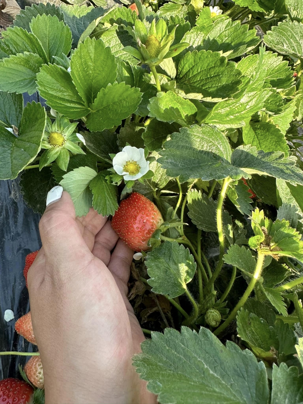 老徐農莊的士多啤梨已經成熟！