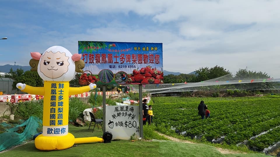 鳳凰農場有士多啤梨和蔬菜自摘園。