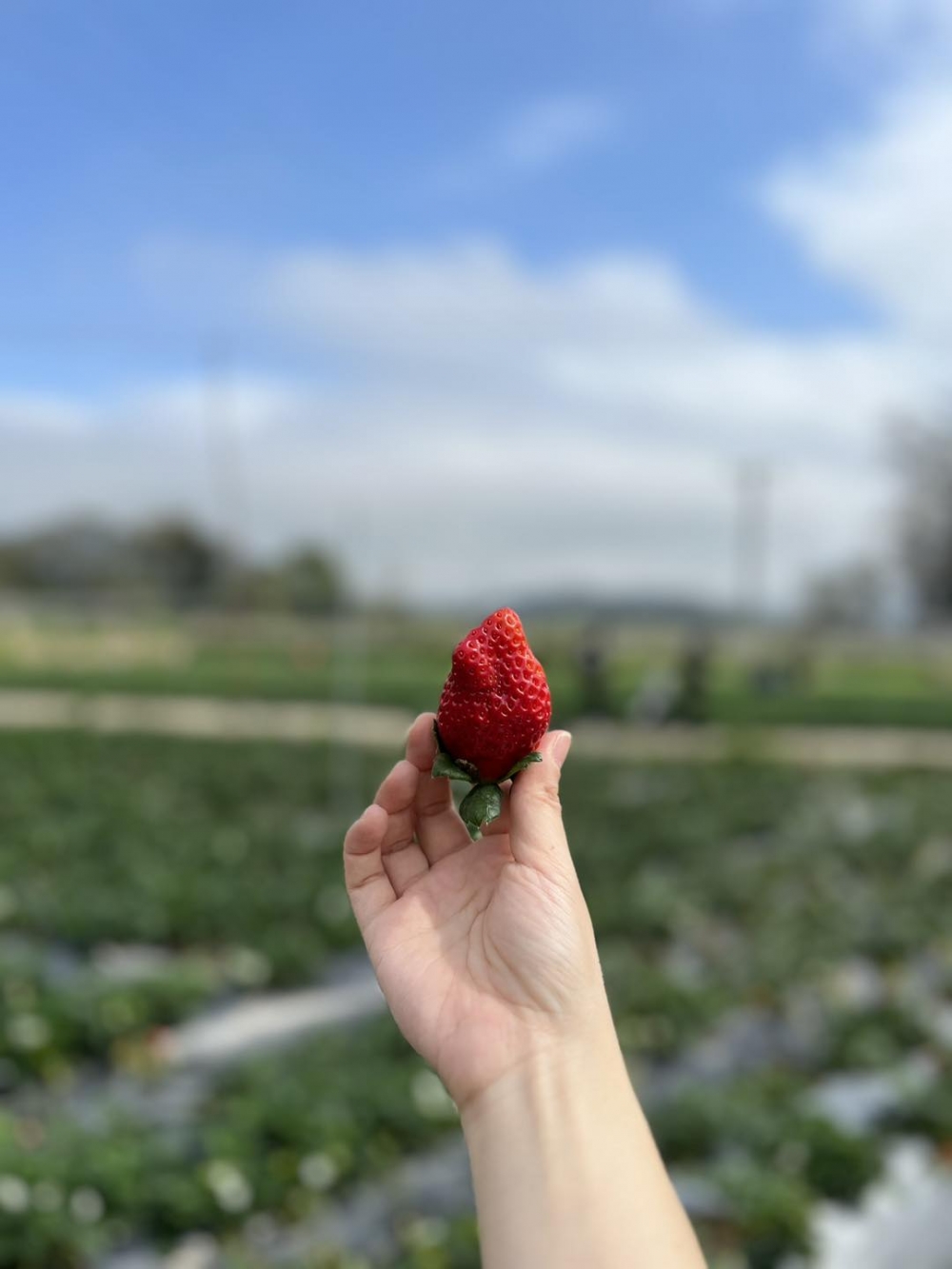鳳凰農場的士多啤梨又紅又大粒！