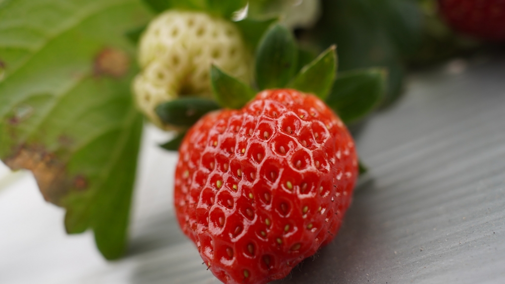 大棠有機生態園的士多啤梨數量有限，出發前請先電話查詢。