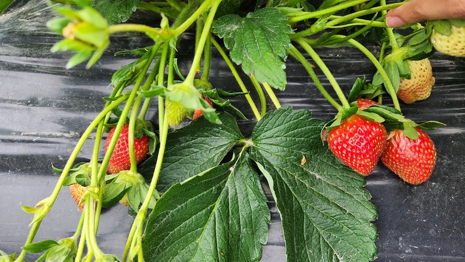 園主傳授摘士多啤梨貼士：其實好多大粒係葉底，要睇埋葉底哦～