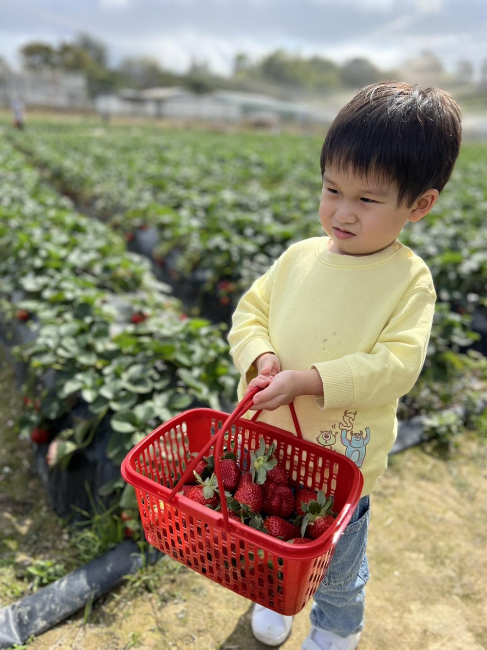 小朋友親自剪下的一大籃士多啤梨！