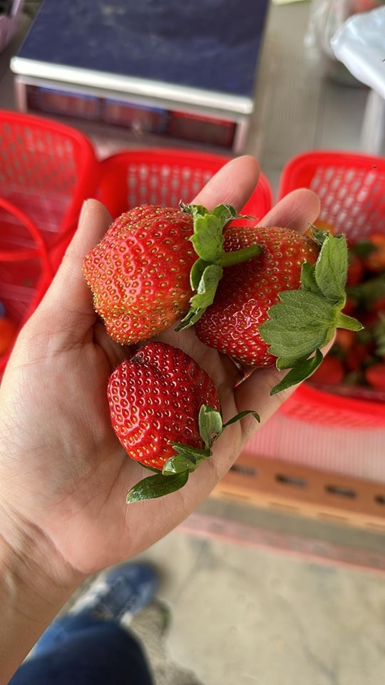 好紅好大的士多啤梨！