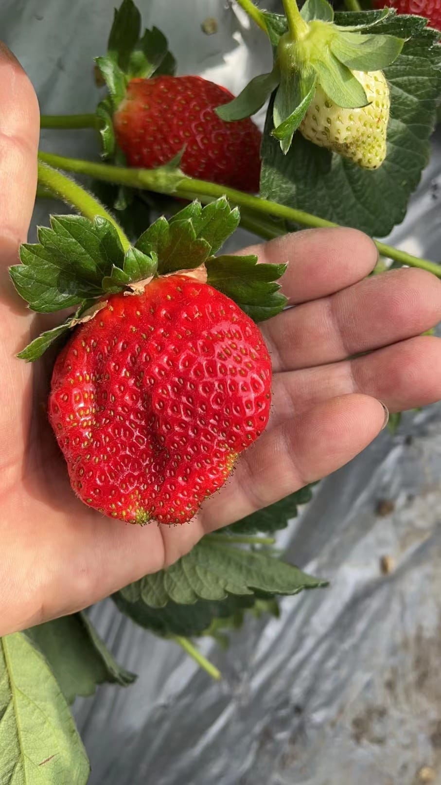 今年的士多啤梨比往年收成晚，但依舊又大粒又juicy！