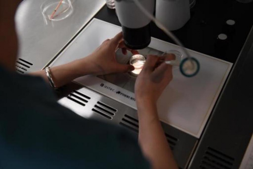 專家指冷凍胚胎處於沉睡狀態,有需要時才再解凍。