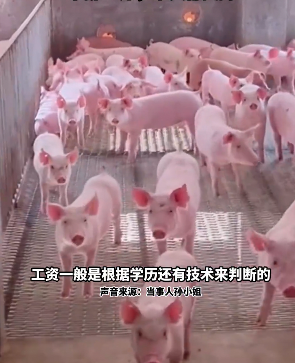 女生表示初來到豬場工作時確實有點不適應，尤其看到大群豬時，她會感到害怕。